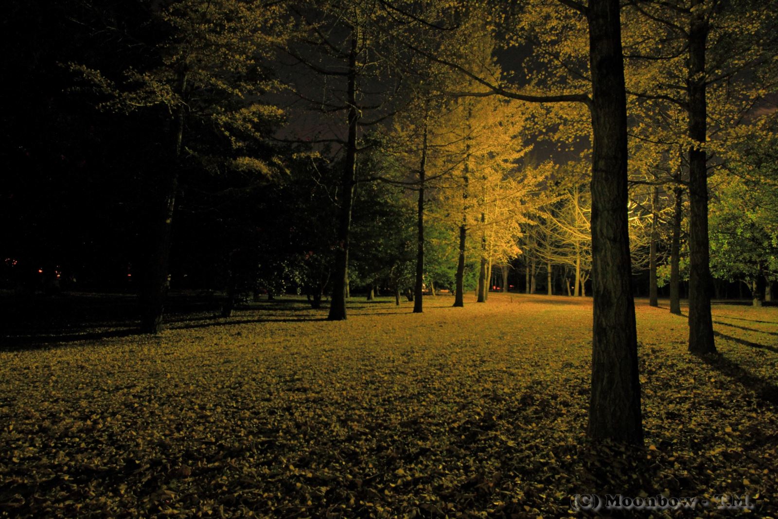 夜, 都市公園, 風景の無料の写真素材