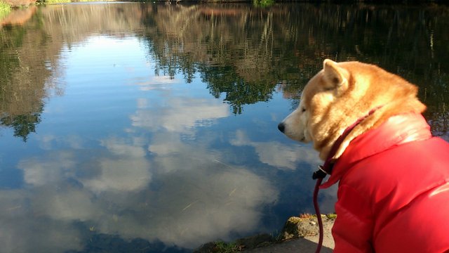 静寂の雲場池にて_b0274270_1161832.jpg