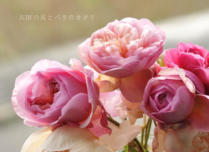 ソニア　リキエル　秋の花_c0278671_19405942.jpg