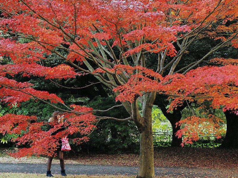 昭和記念公園の紅葉いろいろ_d0316677_23235432.jpg