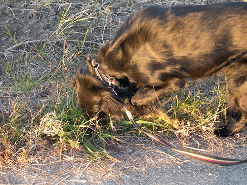 長～い影法師 ＆ 長～い知恵比べ_f0176499_4553467.jpg