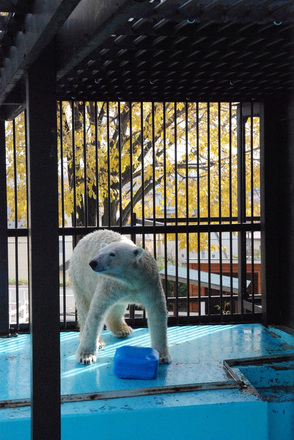 ホッキョクグマ アイラ ｜ おびひろ動物園 11月3日_e0319302_2037217.jpg