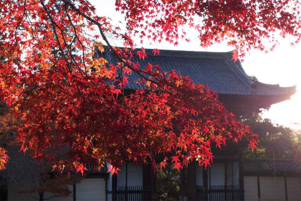 今年最初の紅葉撮影_b0221605_10331898.jpg