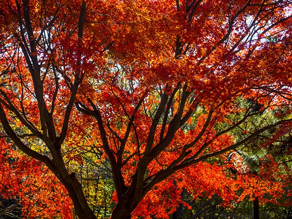 ロケハン先の紅葉　11月22日（金）　3949_b0069507_8395858.jpg