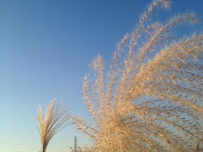 モケモケみっけ_e0239908_19572123.jpg