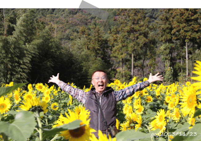 ■　秋植え向日葵を見に行こう_c0017311_1649236.gif
