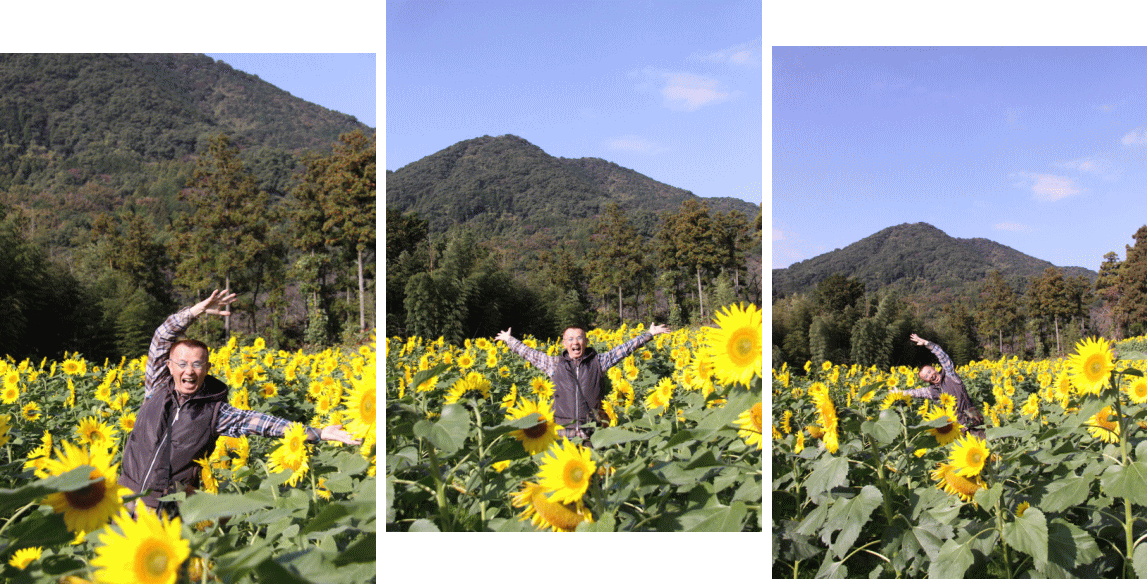 ■　秋植え向日葵を見に行こう_c0017311_1649370.gif