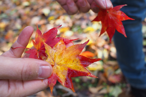 １１月の北海道：月浦森林公園とgla-gla。_d0063314_213571.jpg