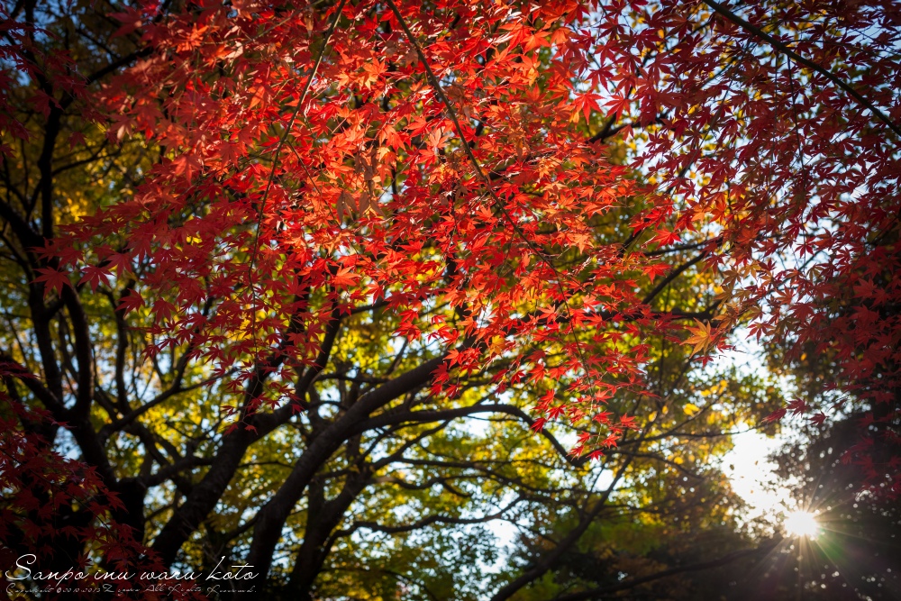 紅葉2013 D_d0193615_226165.jpg