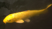 e0287115_82593.jpg