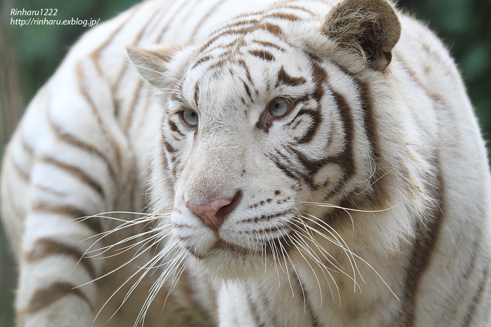 13 7 25 群馬サファリ ホワイトタイガーのユファとソソノ White Tiger 青空に浮かぶ月を眺めながら