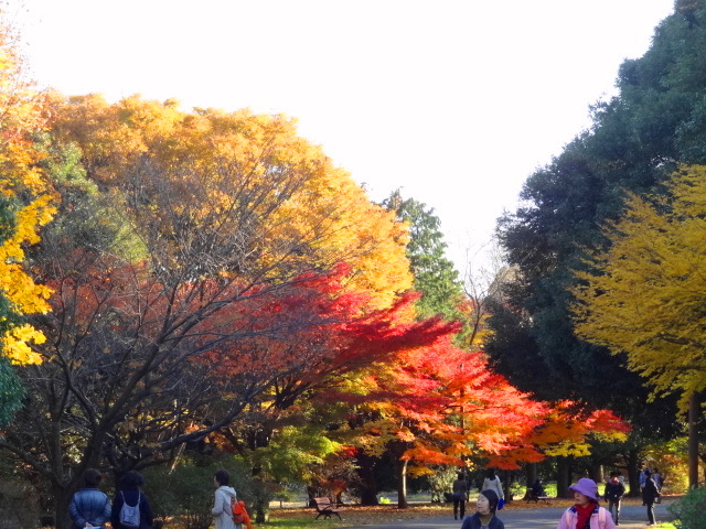 鬱になったら、、そうだ！立川行こう　国営昭和記念公園_e0016828_10193556.jpg