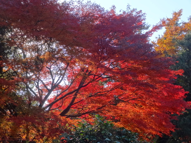 鬱になったら、、そうだ！立川行こう　国営昭和記念公園_e0016828_10212068.jpg