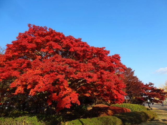 鬱になったら、、そうだ！立川行こう　国営昭和記念公園_e0016828_1022913.jpg