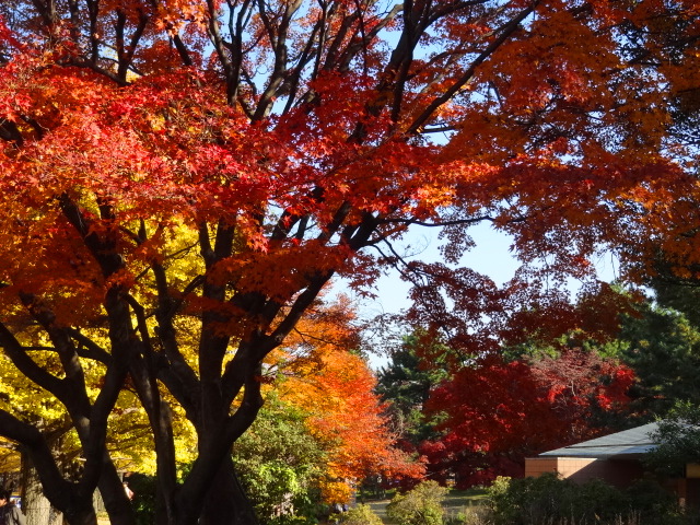 鬱になったら、、そうだ！立川行こう　国営昭和記念公園_e0016828_1023515.jpg