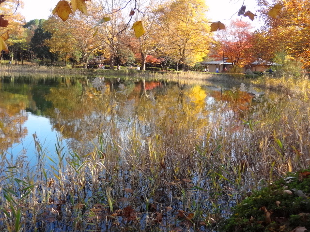 鬱になったら、、そうだ！立川行こう　国営昭和記念公園_e0016828_1054587.jpg