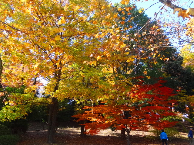 鬱になったら、、そうだ！立川行こう　国営昭和記念公園_e0016828_109774.jpg