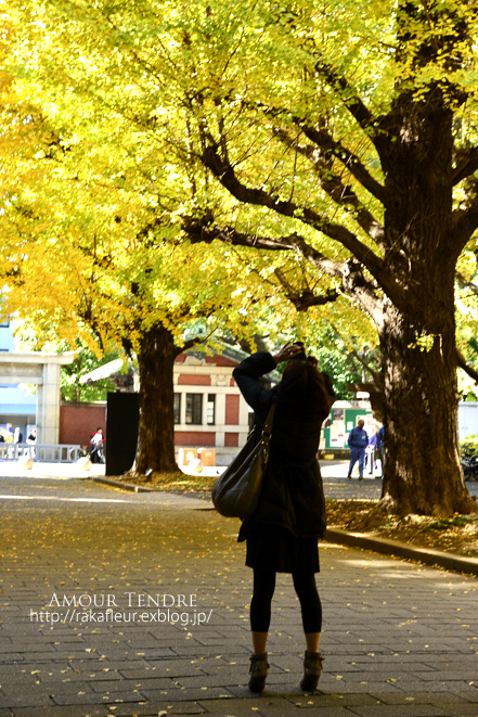 東京大学　本郷キャンパスの銀杏へ　#1_c0250634_14411118.jpg