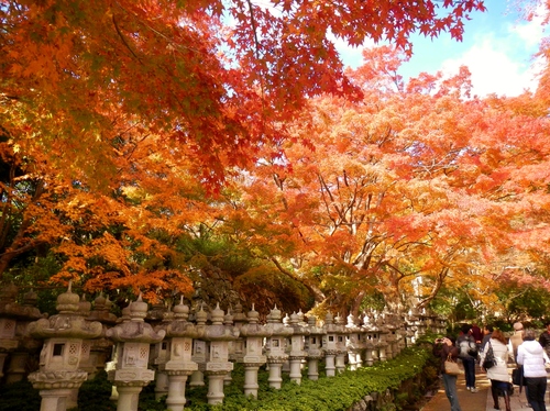 勝尾寺と箕面の滝 紅葉 部長の記録