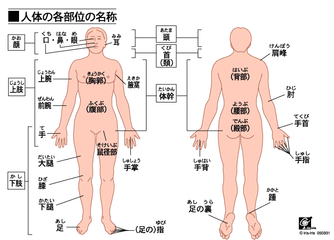 「足の親指の付け根が痛い」原因は左右で違う 〜ある日の施術より〜_e0073240_5481738.gif