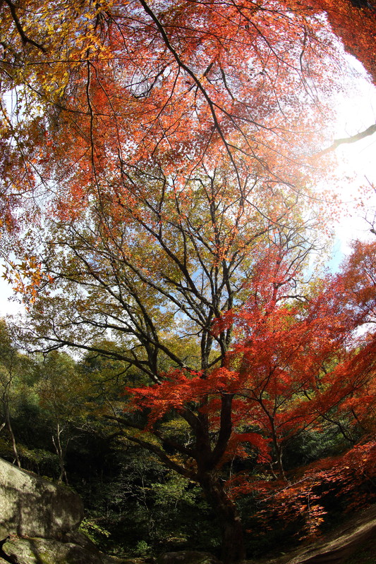 岩屋堂公園の紅葉(昼)_e0055642_23572810.jpg