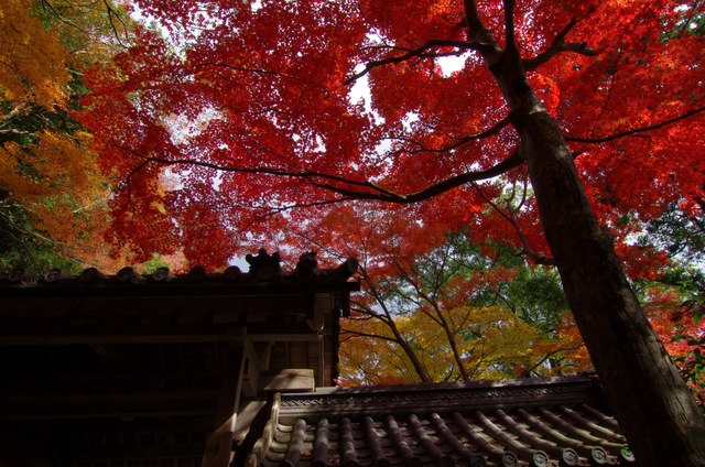 鮮やかに紅葉：永源寺山門（前）　滋賀　_d0186245_1933354.jpg