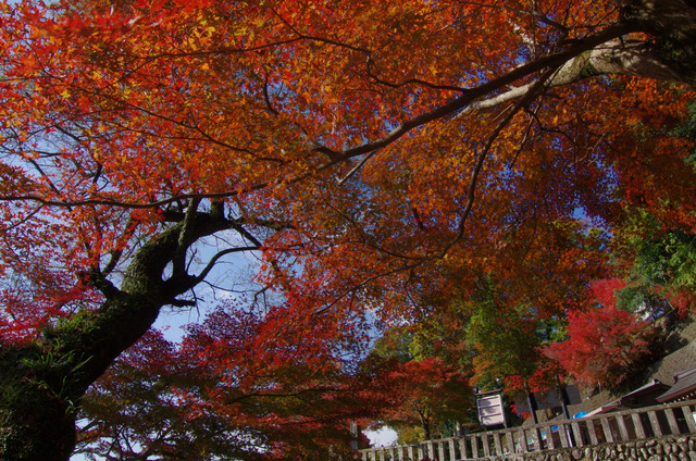 鮮やかに紅葉：永源寺山門（前）　滋賀　_d0186245_19343484.jpg