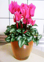 b0046050_11502565.gif