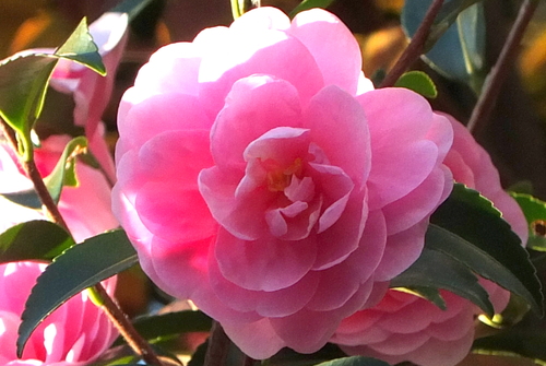 e0249850_17392881.jpg