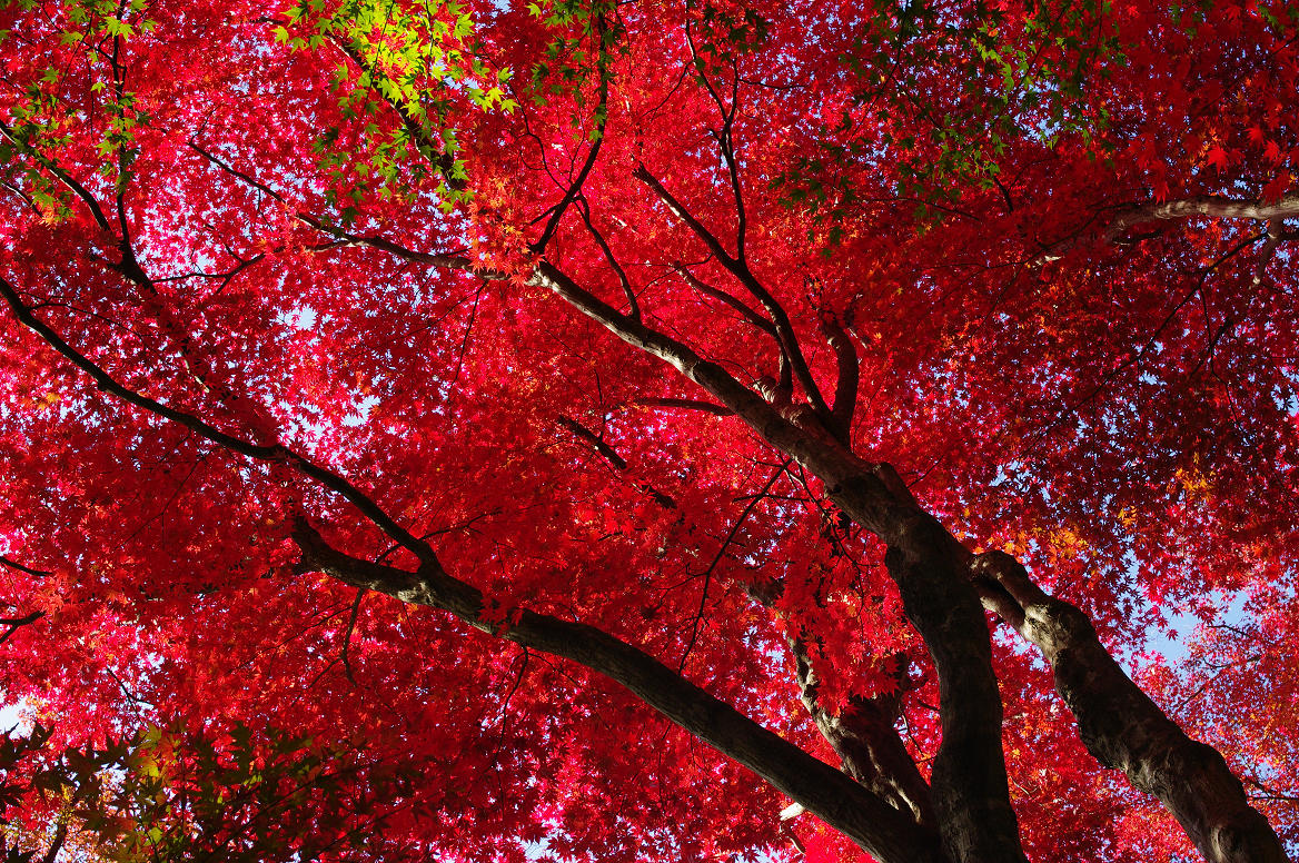 京都の紅葉 2013　〜光明寺〜_f0152550_22141998.jpg