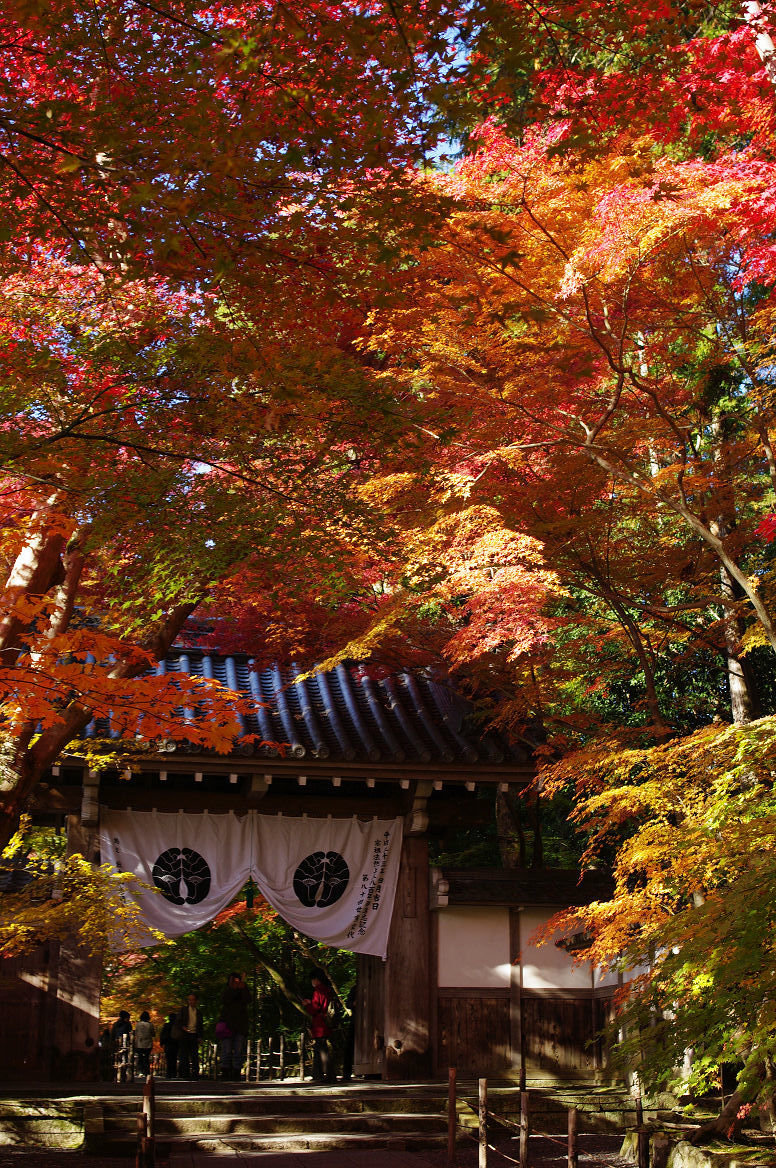 京都の紅葉 2013　〜光明寺〜_f0152550_22143115.jpg