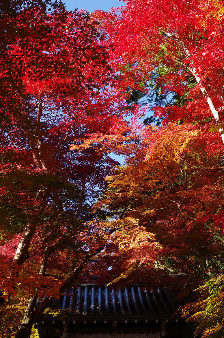 京都の紅葉 2013　〜光明寺〜_f0152550_22145824.jpg