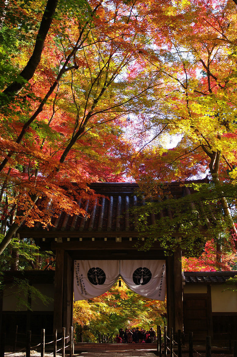 京都の紅葉 2013　〜光明寺〜_f0152550_22152289.jpg