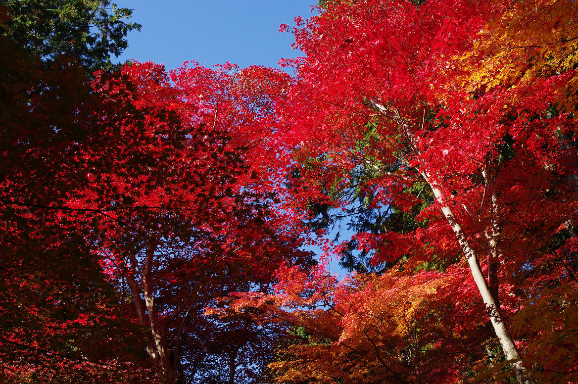 京都の紅葉 2013　〜光明寺〜_f0152550_22153592.jpg