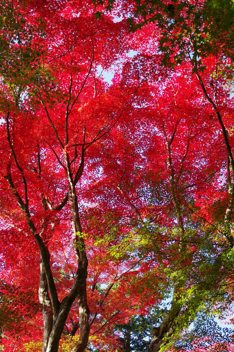 京都の紅葉 2013　〜光明寺〜_f0152550_22154961.jpg