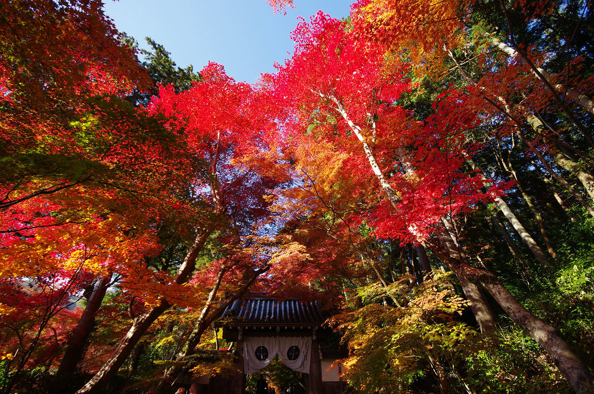 京都の紅葉 2013　〜光明寺〜_f0152550_22161648.jpg