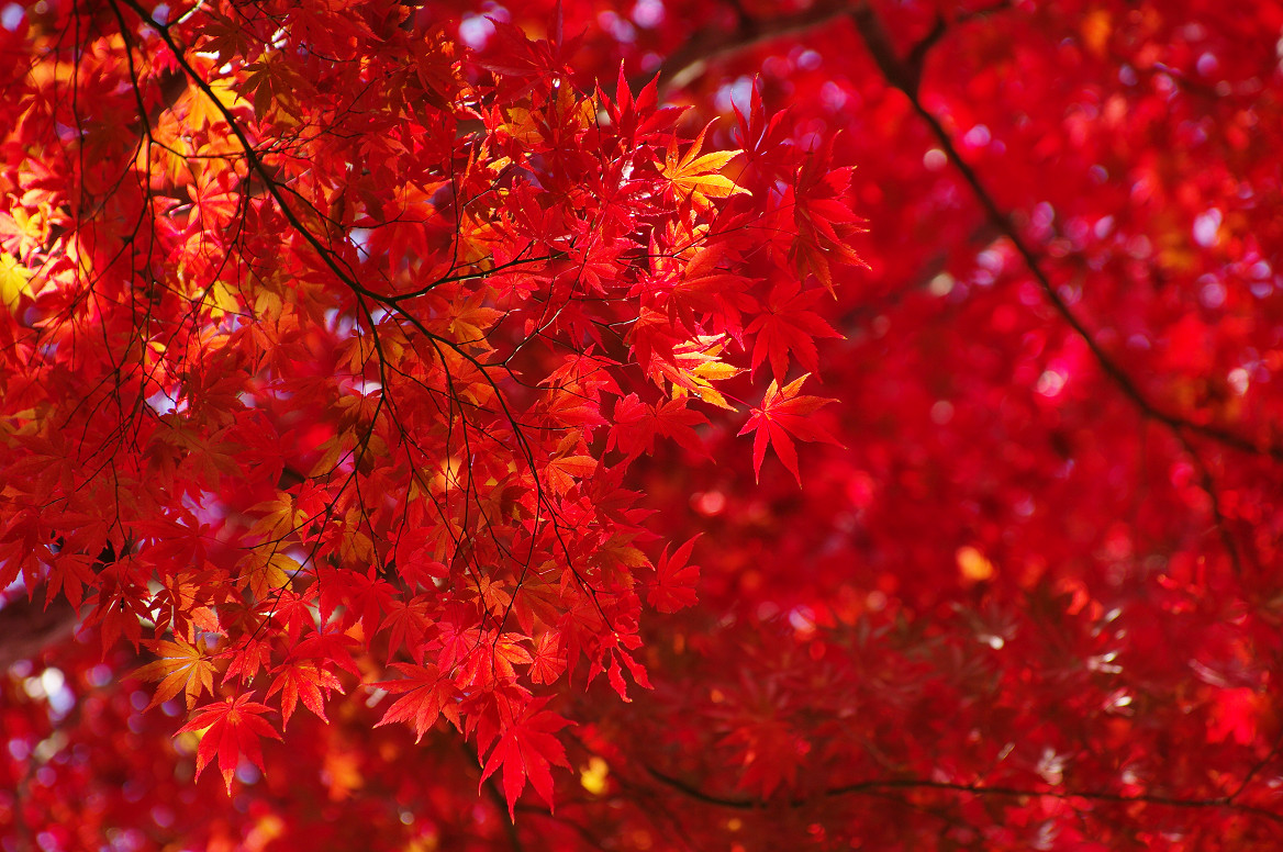 京都の紅葉 2013　〜光明寺〜_f0152550_2216234.jpg