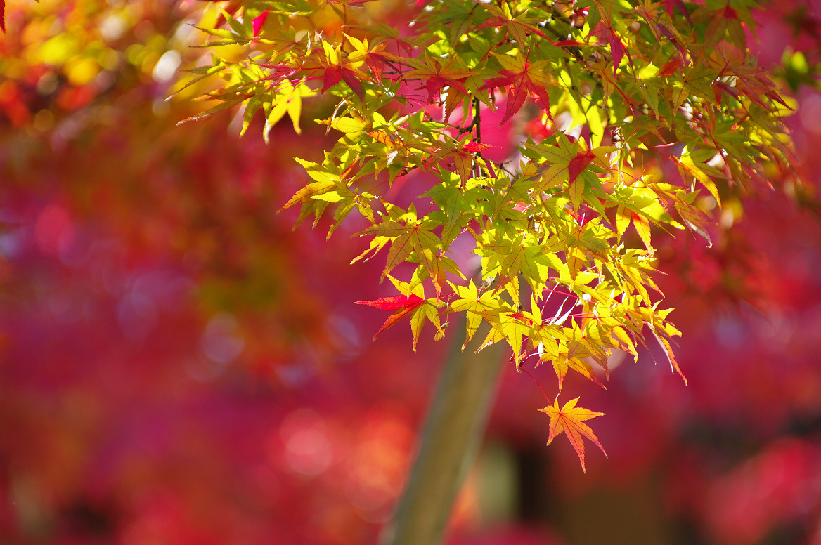 京都の紅葉 2013　〜光明寺〜_f0152550_22173923.jpg