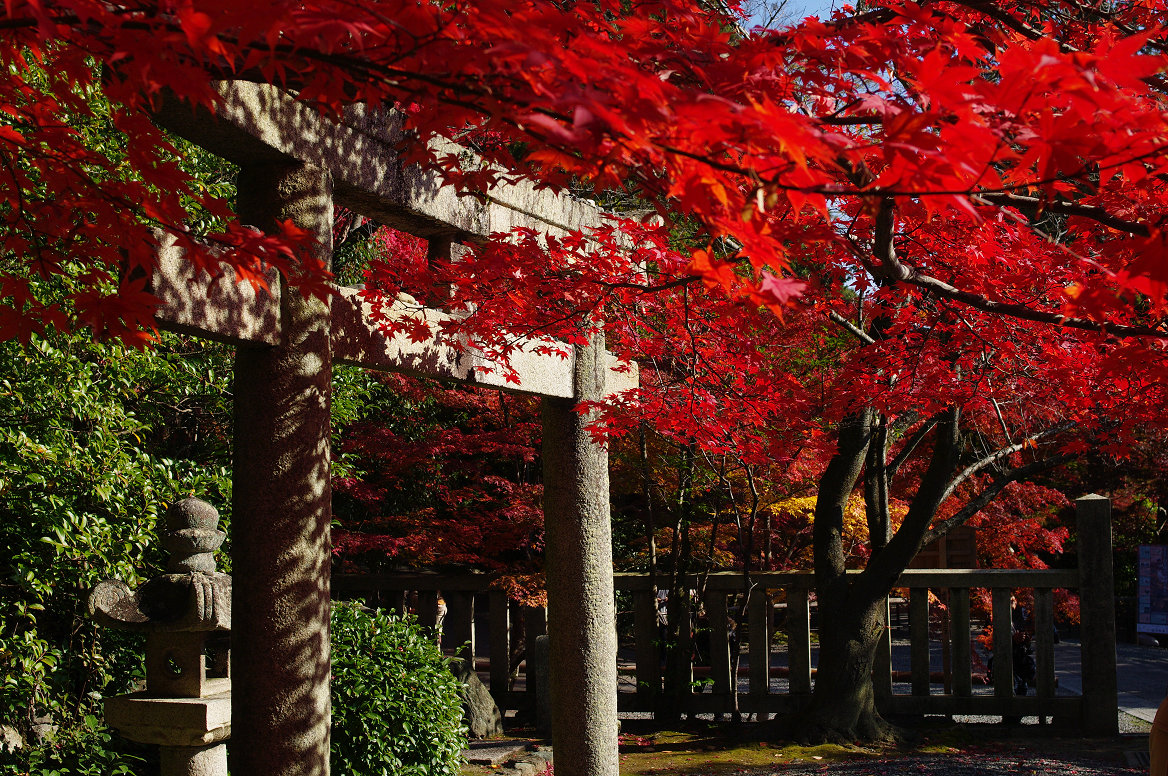 京都の紅葉 2013　〜光明寺〜_f0152550_22182713.jpg