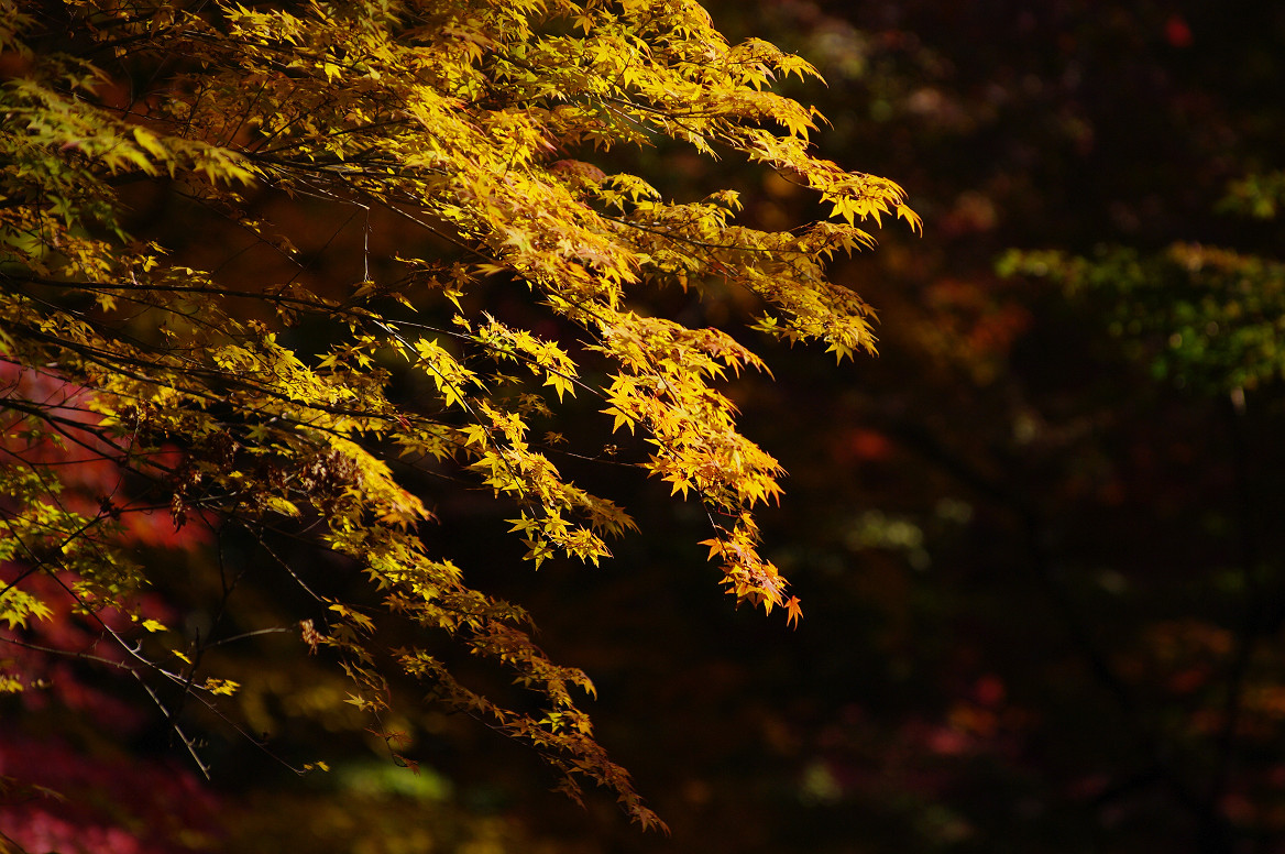 京都の紅葉 2013　〜光明寺〜_f0152550_22184054.jpg