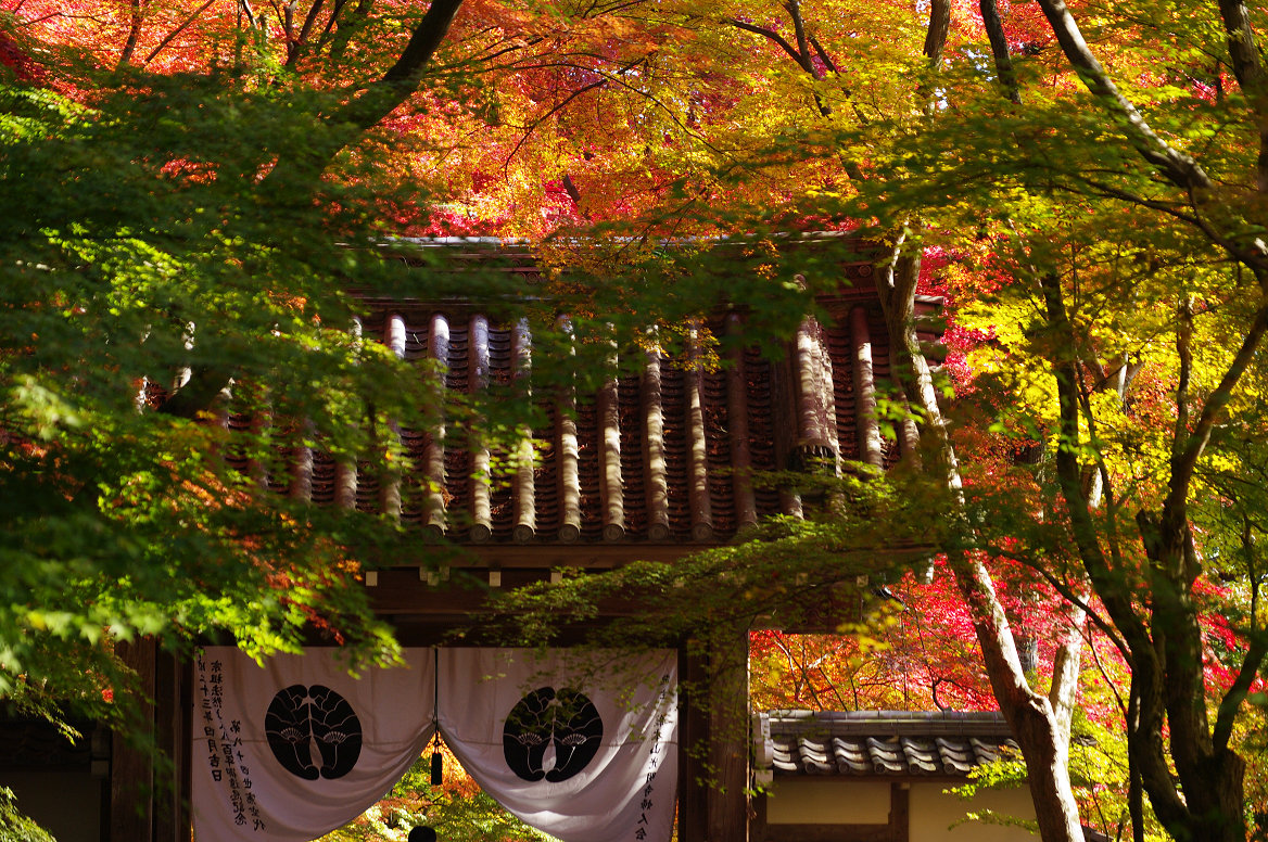 京都の紅葉 2013　〜光明寺〜_f0152550_22185850.jpg