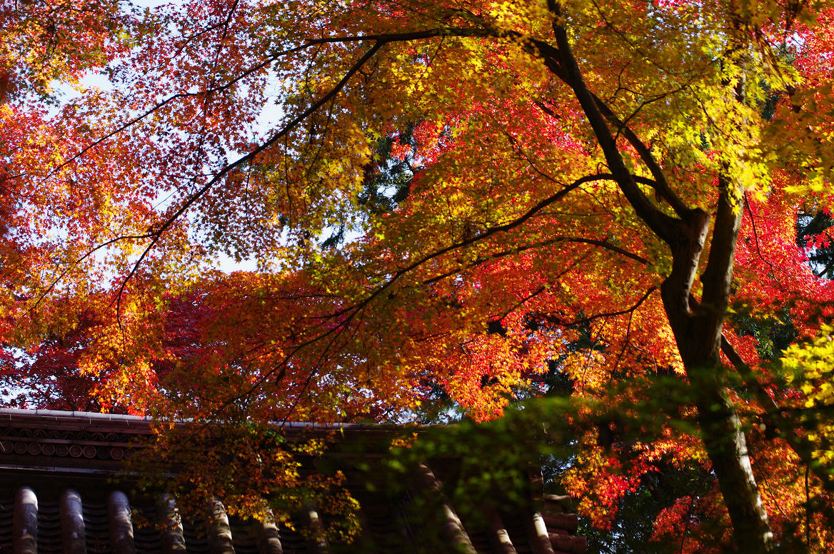 京都の紅葉 2013　〜光明寺〜_f0152550_22191134.jpg