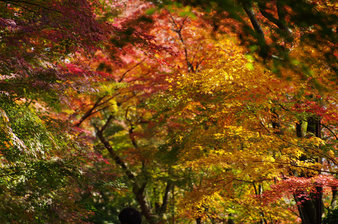 京都の紅葉 2013　〜光明寺〜_f0152550_22193135.jpg