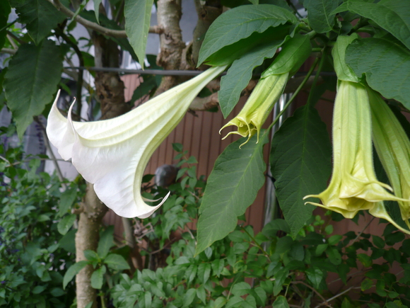 c0043055_1735074.jpg