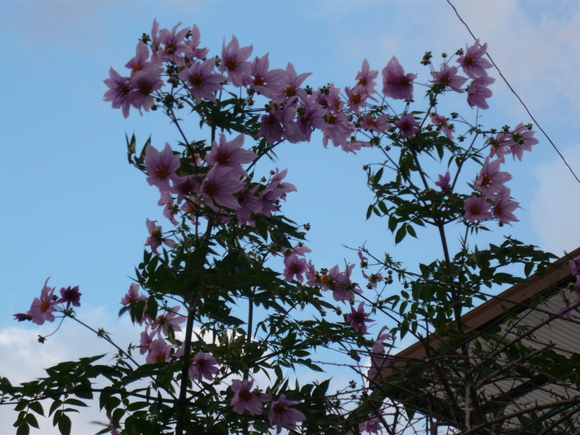 c0043055_1764754.jpg