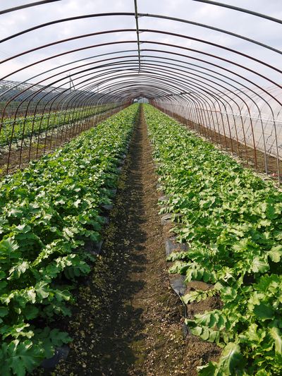 「長尾農園」 安全・安心・美しさにこだわった長尾ブランドの野菜たち_a0254656_18361734.jpg