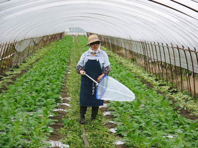「長尾農園」 安全・安心・美しさにこだわった長尾ブランドの野菜たち_a0254656_1903513.jpg