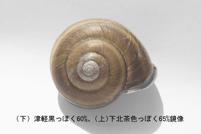 カタツムリの右巻きと左巻き その1 : 北のフィールドノート
