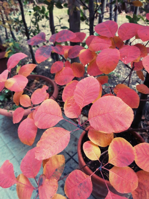 遅ればせながら、テラスのちっちゃな紅葉♪_f0236260_12484269.jpg