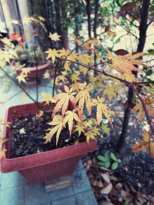 遅ればせながら、テラスのちっちゃな紅葉♪_f0236260_12485629.jpg